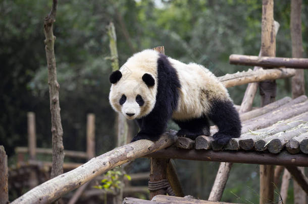 可爱<strong>的</strong>大熊猫在动物园