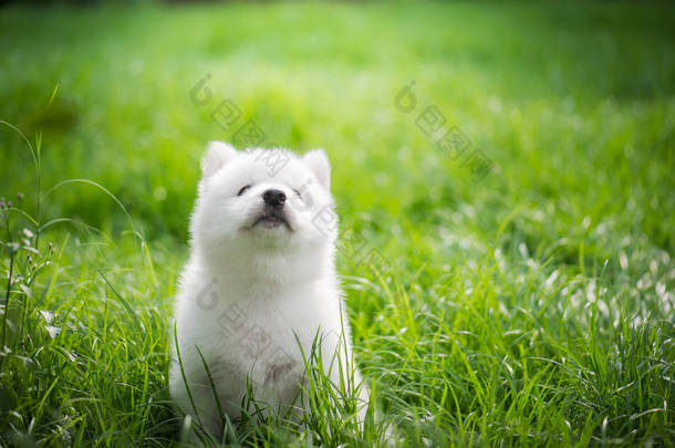 绿色的草地上玩耍的西伯利亚哈士奇犬小狗 