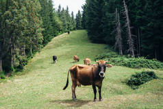 成群的奶牛在草地上吃草 