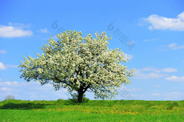 春天的一株开花树