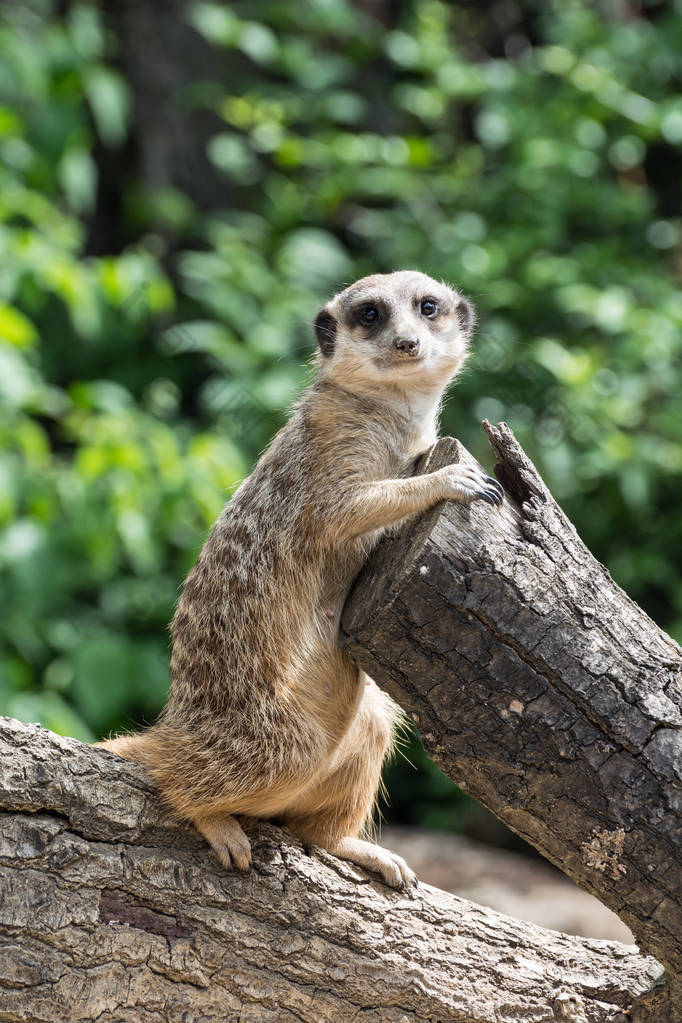 猫鼬或 suricate 