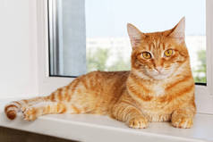 红猫咪趴在窗台上