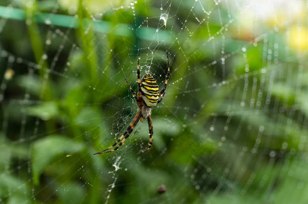 蜘蛛在绿色森林 Web 上