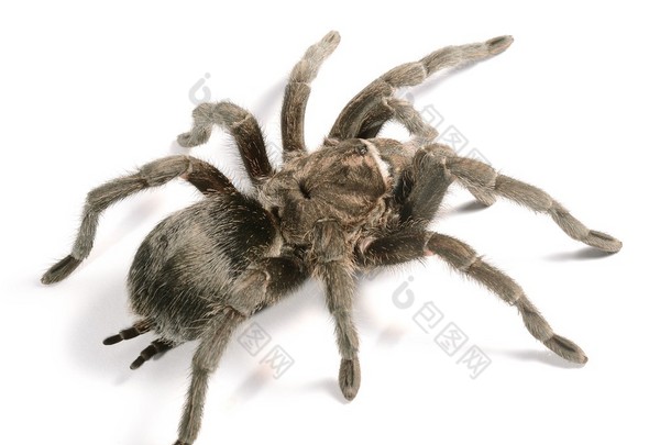 孤立的黑狼蛛 grammostola pulchra