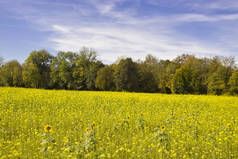 黄色在大自然中，森林边在田野前，开着数千朵黄色的花