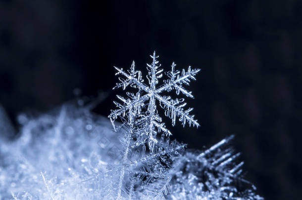 在雪上的雪花。这幅画是在温度的 8 C