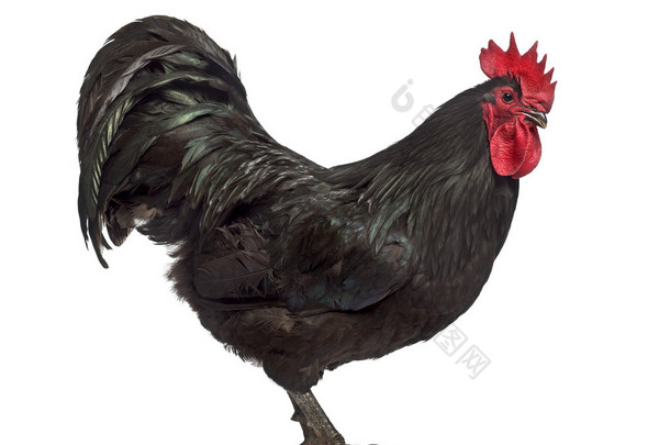 Australorp 公鸡上白色孤立的侧视图