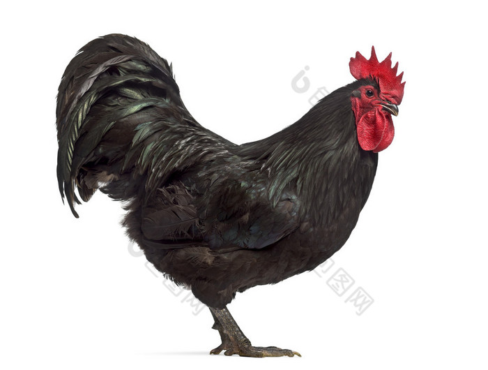 Australorp 公鸡上白色孤立的侧视图