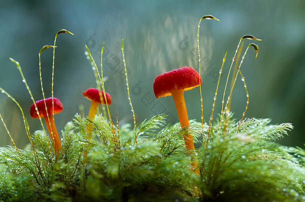 蘑菇喜欢生活在潮湿潮湿的地方，可以生活在土壤、腐烂的木头、树叶甚至树干里，有很有意思的各种真菌.