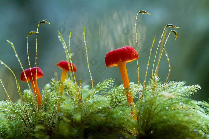 蘑菇喜欢生活在潮湿潮湿的地方，可以生活在土壤、腐烂的木头、树叶甚至树干里，有很有意思的各种真菌.