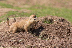 黑尾草原土拨鼠 (草原犬鼠 Ludovicianus)