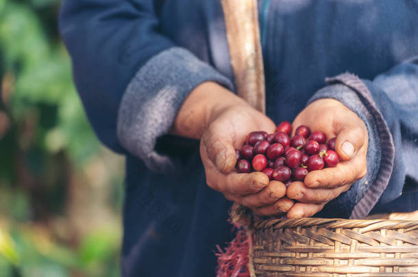 人工采摘咖啡豆成熟红莓植物新鲜种子咖啡树生长在绿色生态有机农场。紧密的手收获红熟咖啡种子罗布斯塔阿拉伯浆果收获咖啡农场