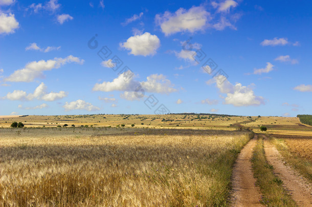 <strong>夏日</strong>风景。Alta Murgia 国立公园: 字段的小麦。-(阿普利亚) 意大利-