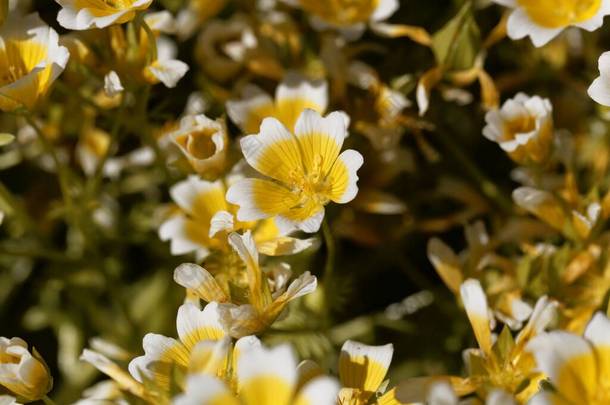 水煮蛋植物的花，Limnanthes douglasii