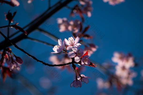 樱花花