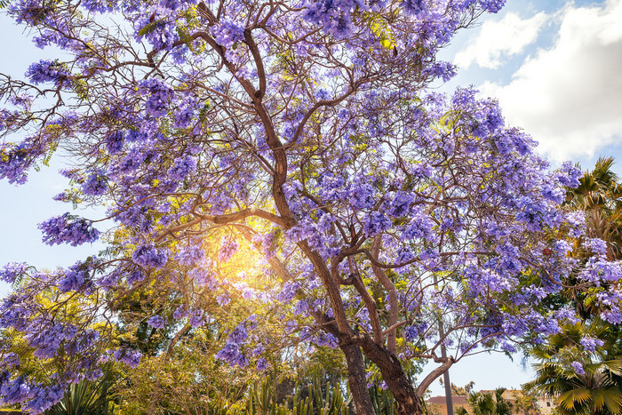 在圣地亚哥的蓝花楹树