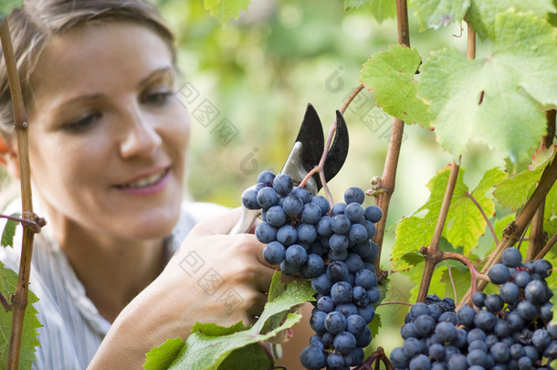 女人采摘葡萄