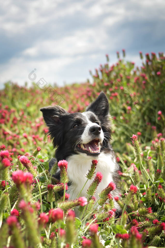 成年的边境牧羊犬坐在深红色的三叶草丛中.她这么想吃东西.