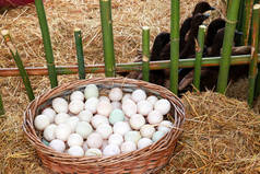 在有机农场的柳条篮子里放蛋