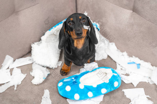 赫斯 · 达什温德的小狗被一个人丢在家里，开始弄得一团糟。宠物撕碎家具,咀嚼主人的拖鞋.小狗宝宝正坐在混乱之中，可怜地抬起头来.