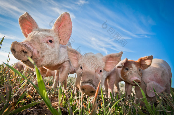 站在猪上的三个小猪