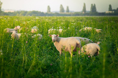 白羊在高高的草丛，在夕阳的阳光牧场上的羊群