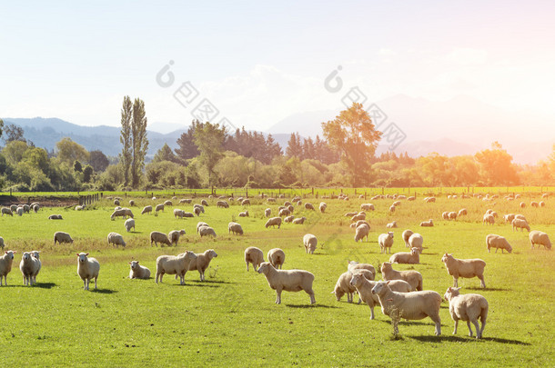 夏天阳光明媚的日子里放养动物的牧场