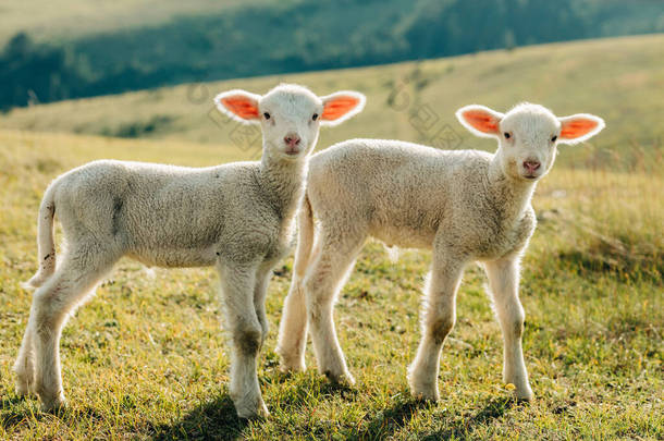 阳光灿烂的日子里，草原上的两只羊羔