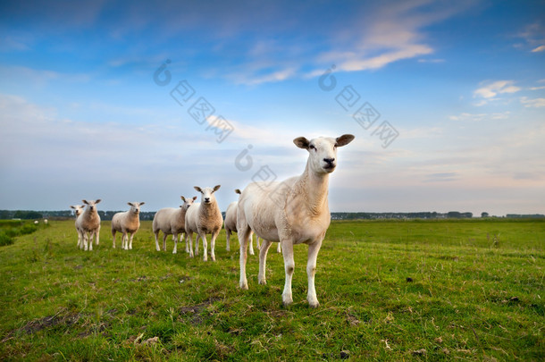 羊牛群在牧场上