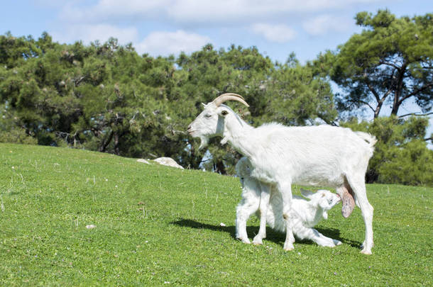 大自然<strong>中</strong>的山羊妈妈和山羊宝宝，草原上的山羊用牛奶喂宝宝