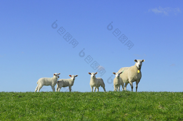 羊羔和羊