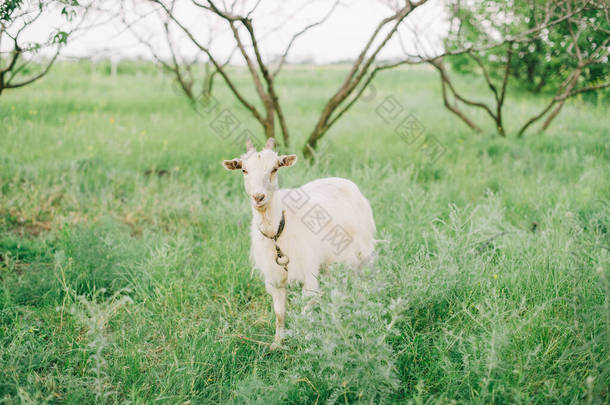 山羊在鲜草上吃草,广角低,阳光强烈.山羊与自然