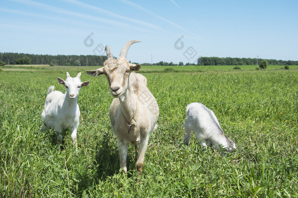 在草地上吃草的山羊的家庭.