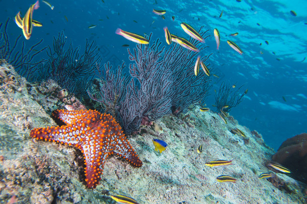 海星的礁多彩的水下地貌