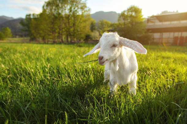 白山羊孩子在绿色的春天草地上吃草, 背景太阳背光<strong>农场</strong>, 广角照片