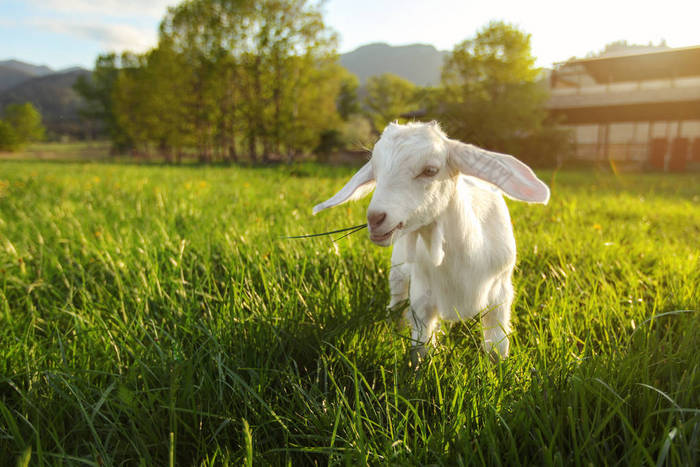 白山羊孩子在绿色的春天草地上吃草背景太阳