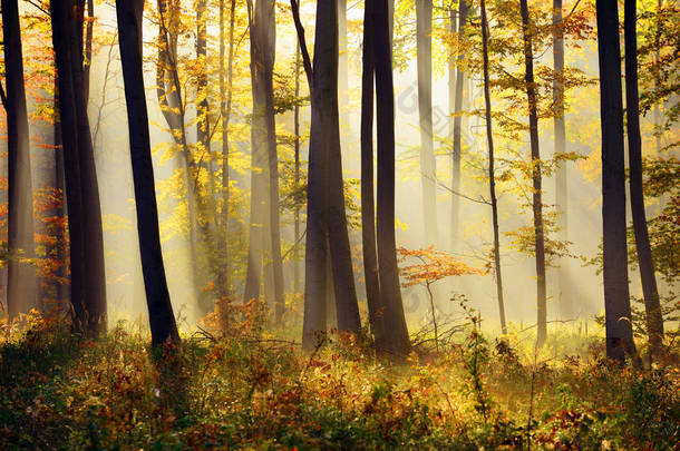 美丽的秋天森林景观与晨曦