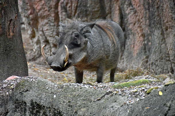 疣猪在自然栖息地