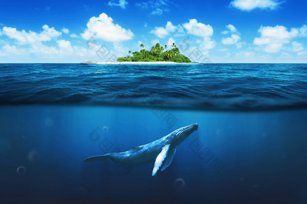 棕榈树的美丽岛屿。鲸在水下