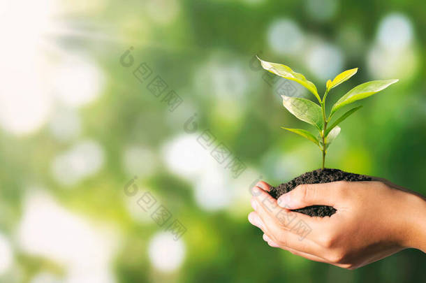植物生长在有阳光背景的绿色大自然上。生态环境概念