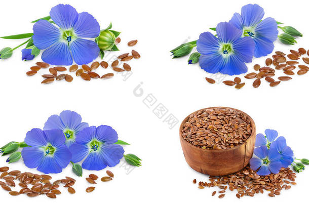 设置或收集在白色背景上隔离的亚麻蓝色花朵特写.