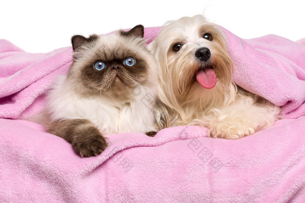 年轻的波斯猫和快乐犬种去年成为狗躺在床罩上