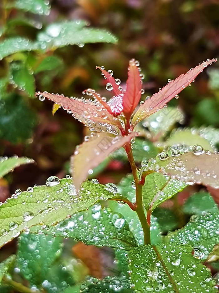 一个接近的紫色和绿色的花与水滴