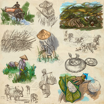 水稻作物。农业。手绘插图.图片