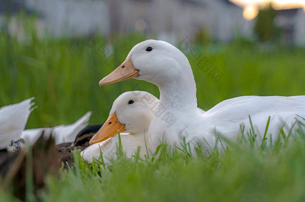 白鸭子的特写，坐在覆盖着鲜艳的绿草的地形上