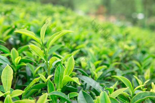 茶叶种植园。自然背景