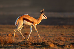 羚羚羊在自然栖息地