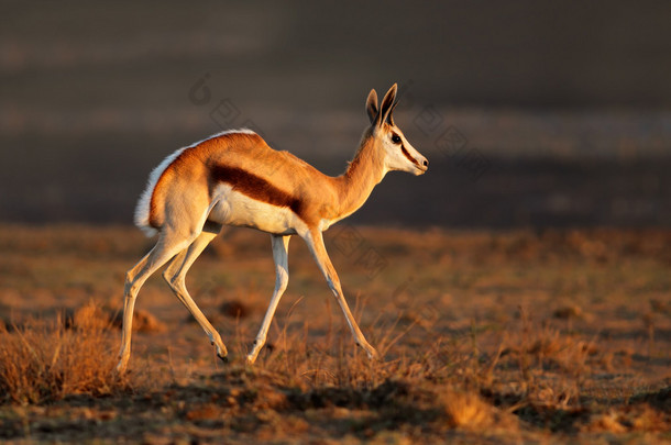 羚羚羊在自然栖息地