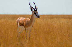 野生非洲动物。黄草中的小羚羊（中等大小的羚羊） 。埃托沙国家公园纳米比亚 