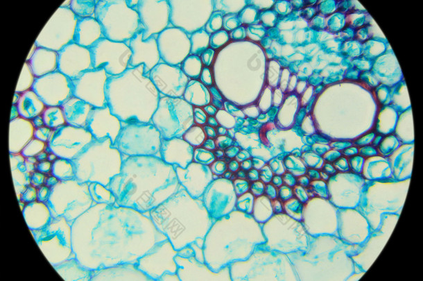 在显微镜下 (<strong>玉米</strong>干麦片截面的茎 